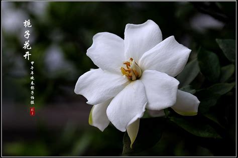 字子花|栀子花